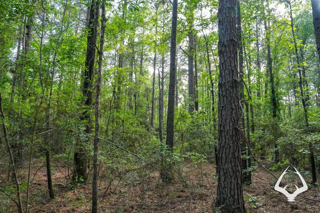 TBD County Road 4690, Kennard, Texas image 11