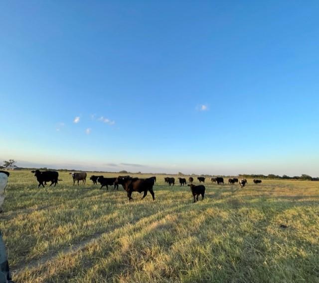 TBD Cr 358, Gause, Texas image 5