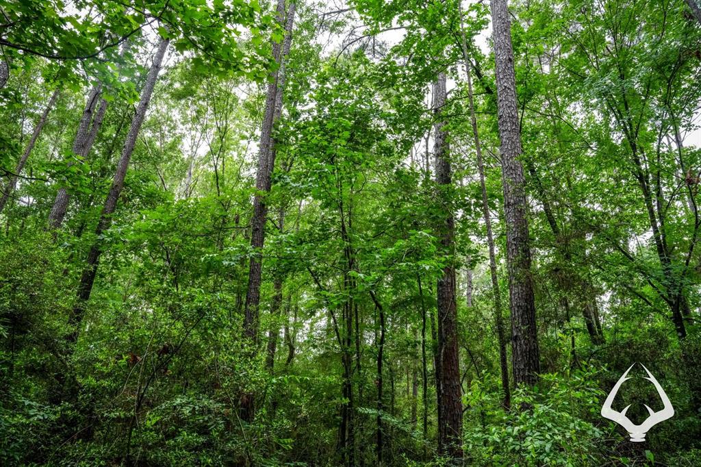 TBD Dorsey Road, Hemphill, Texas image 42