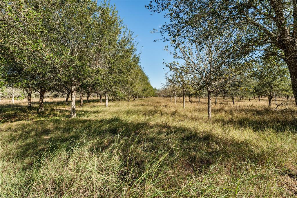 Tract 4 Fm 1462 Road, Damon, Texas image 25