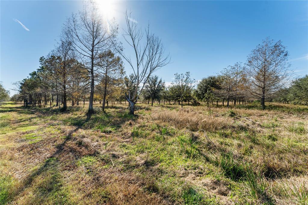 Tract 4 Fm 1462 Road, Damon, Texas image 19