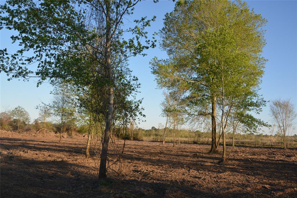 Jasmine Street, Fresno, Texas image 10