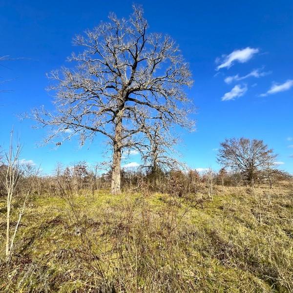 TBD County Road 233, Centerville, Texas image 5