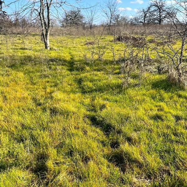 TBD County Road 233, Centerville, Texas image 3