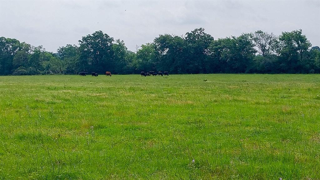 1 County Road 3465, Lovelady, Texas image 10
