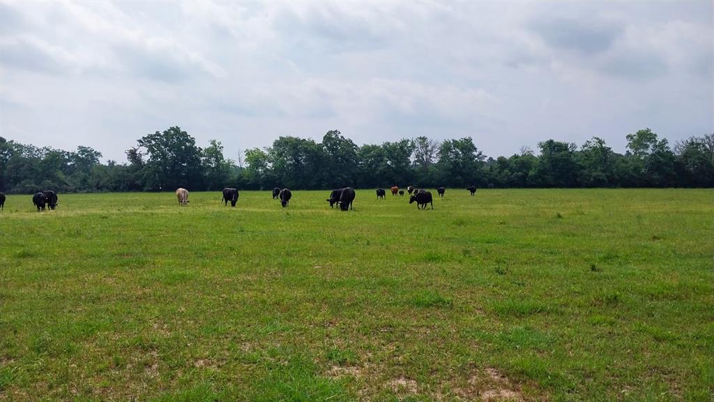 1 County Road 3465, Lovelady, Texas image 13