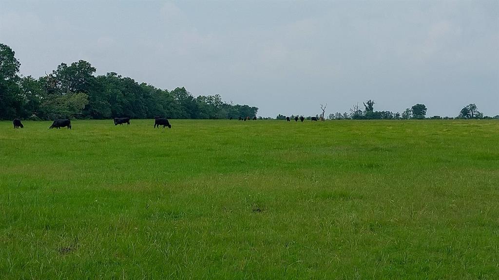 1 County Road 3465, Lovelady, Texas image 7