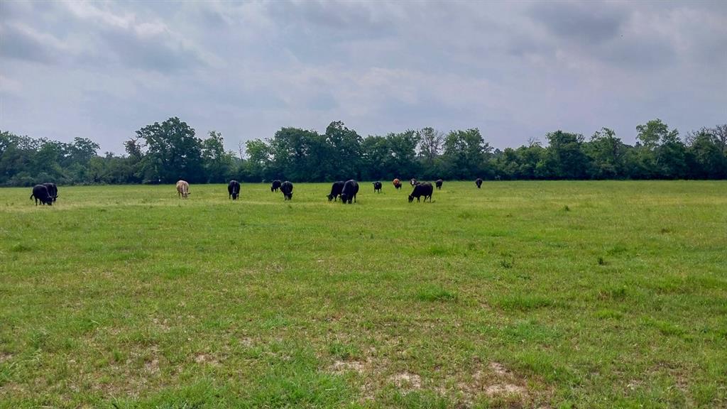 1 County Road 3465, Lovelady, Texas image 2