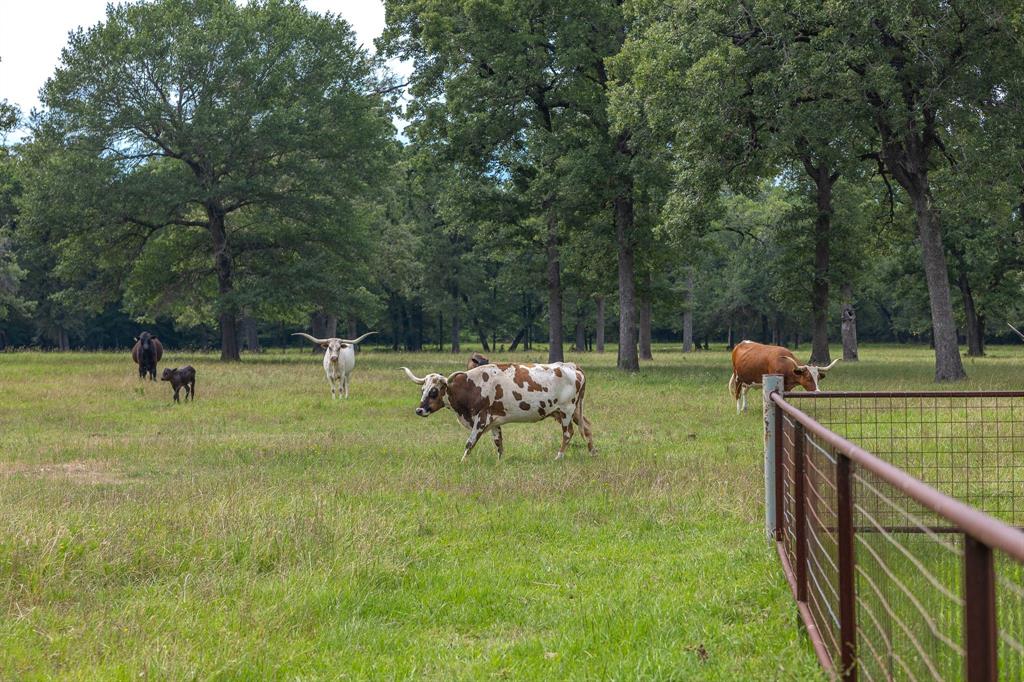 4988 Paso Fino Lane, Madisonville, Texas image 35