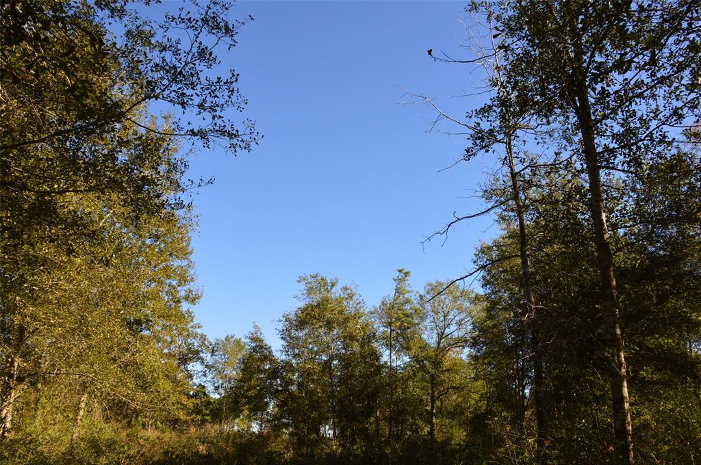 Tract #2 County Road 302, Plantersville, Texas image 17