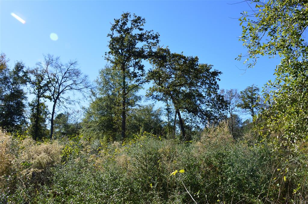 Tract #2 County Road 302, Plantersville, Texas image 10