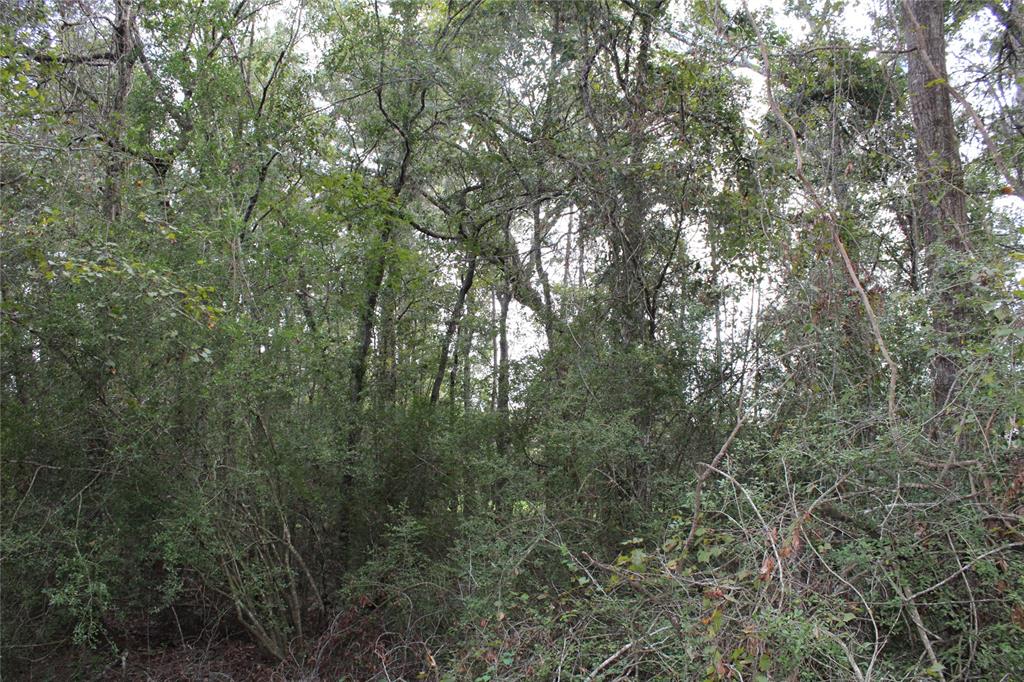 TBD Octavian Ct, Roman Forest, Texas image 6