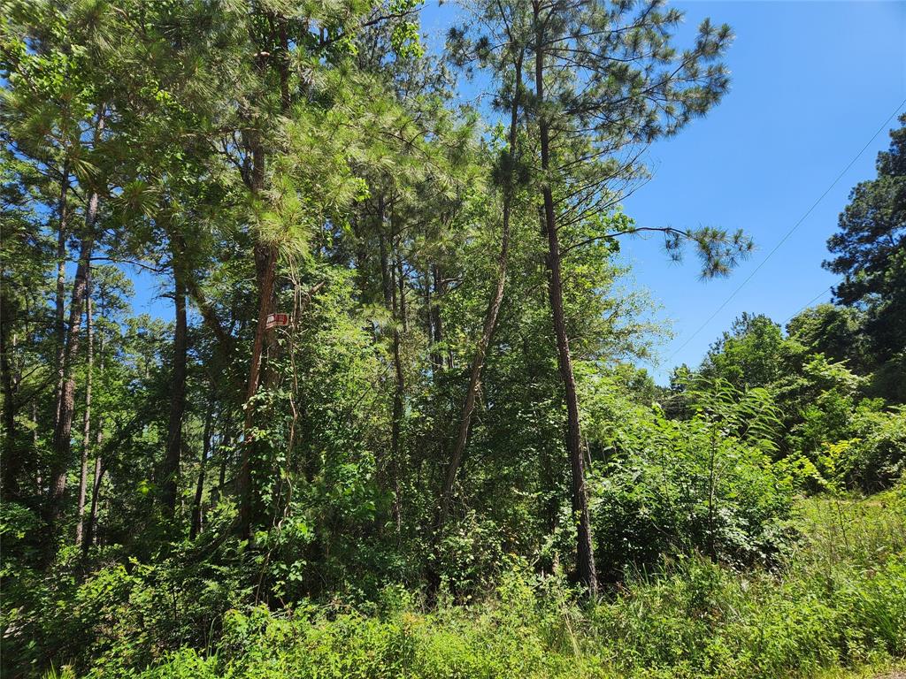 Lot 10 Cypress Court, Plantersville, Texas image 12