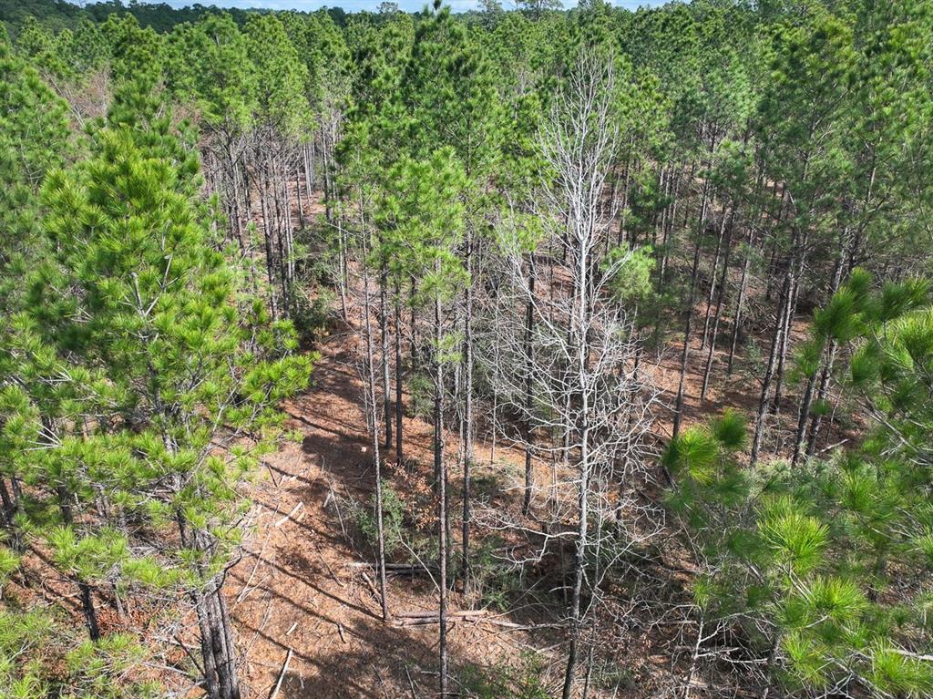 TBD Off Fm 355, Trinity, Texas image 31