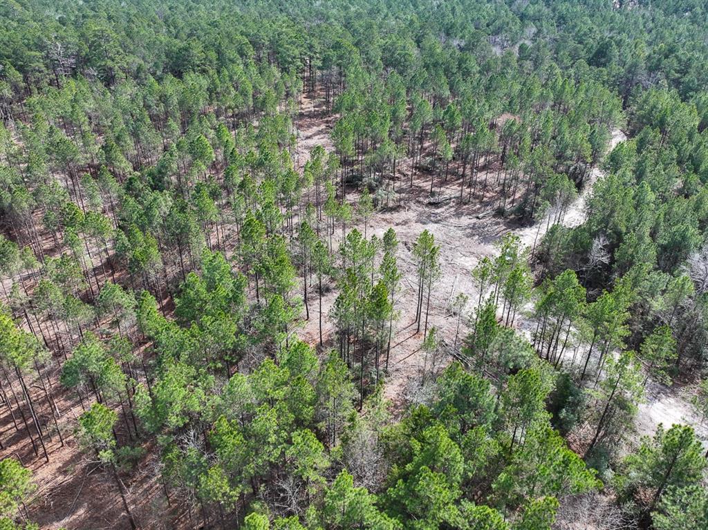 TBD Off Fm 355, Trinity, Texas image 39