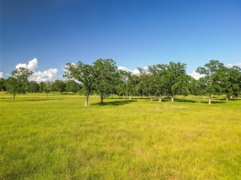 0000 State Highway 19 N 20 Acres, Trinity, Texas image 6