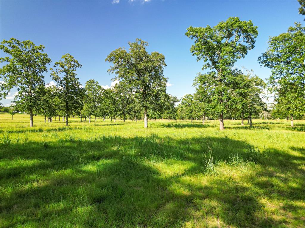 0000 State Highway 19 N 20 Acres, Trinity, Texas image 2