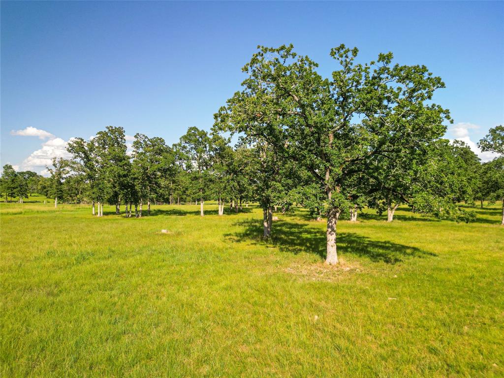 0000 State Highway 19 N 20 Acres, Trinity, Texas image 12