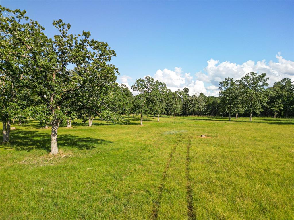 0000 State Highway 19 N 20 Acres, Trinity, Texas image 7