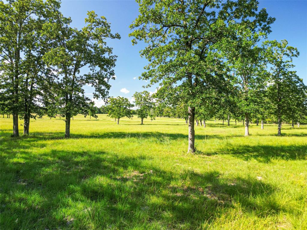 0000 State Highway 19 N 20 Acres, Trinity, Texas image 4