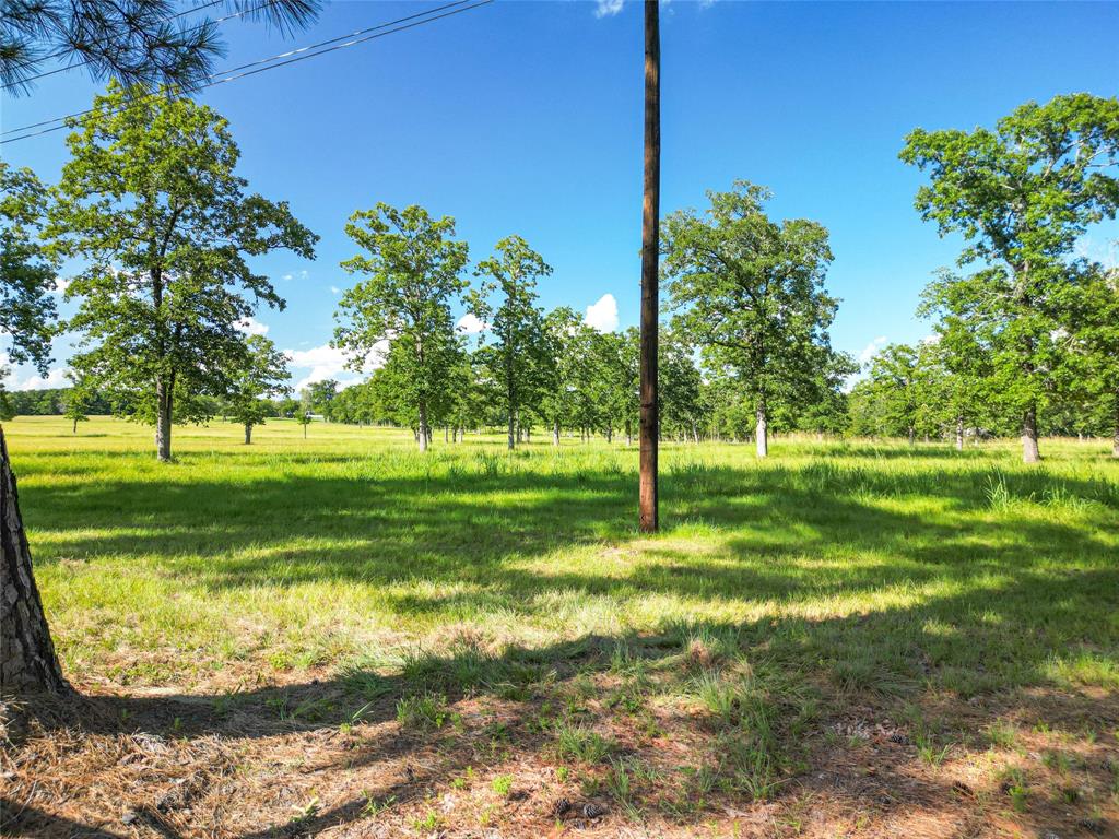 0000 State Highway 19 N 20 Acres, Trinity, Texas image 3