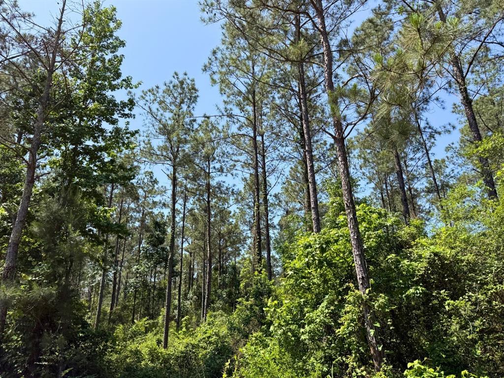 1 Camp Ruby Road, Livingston, Texas image 9