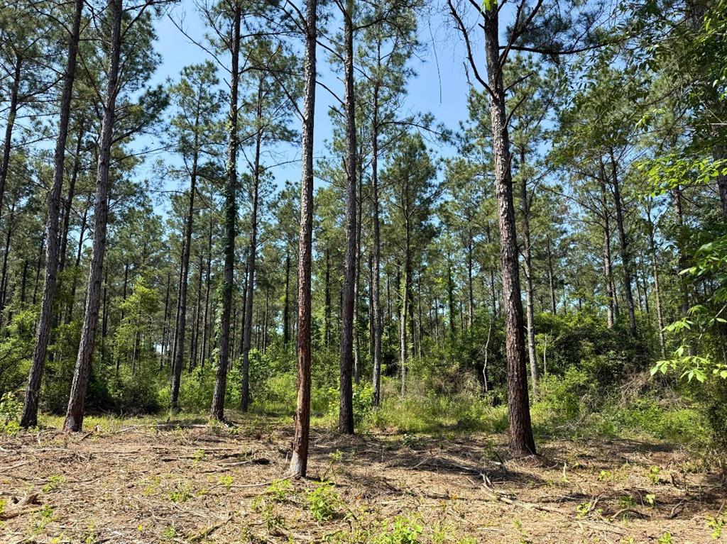 1 Camp Ruby Road, Livingston, Texas image 10