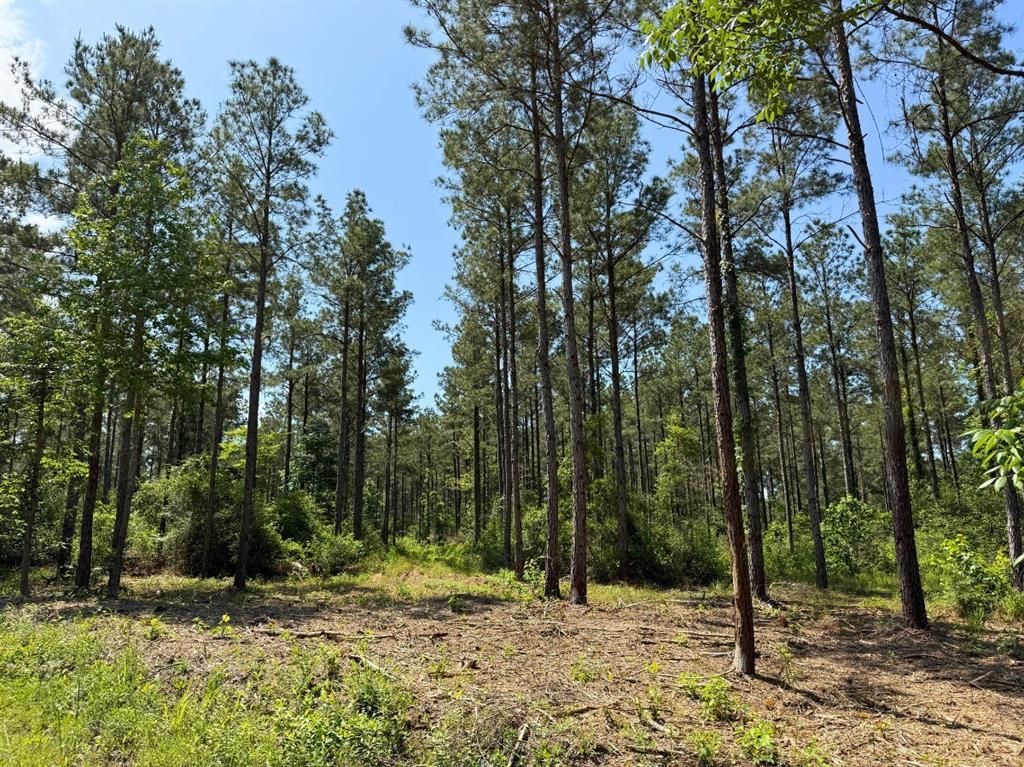 1 Camp Ruby Road, Livingston, Texas image 5