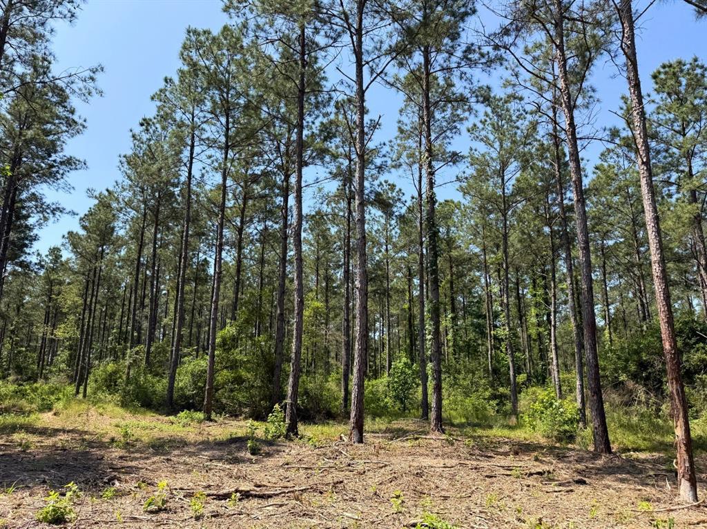 1 Camp Ruby Road, Livingston, Texas image 6