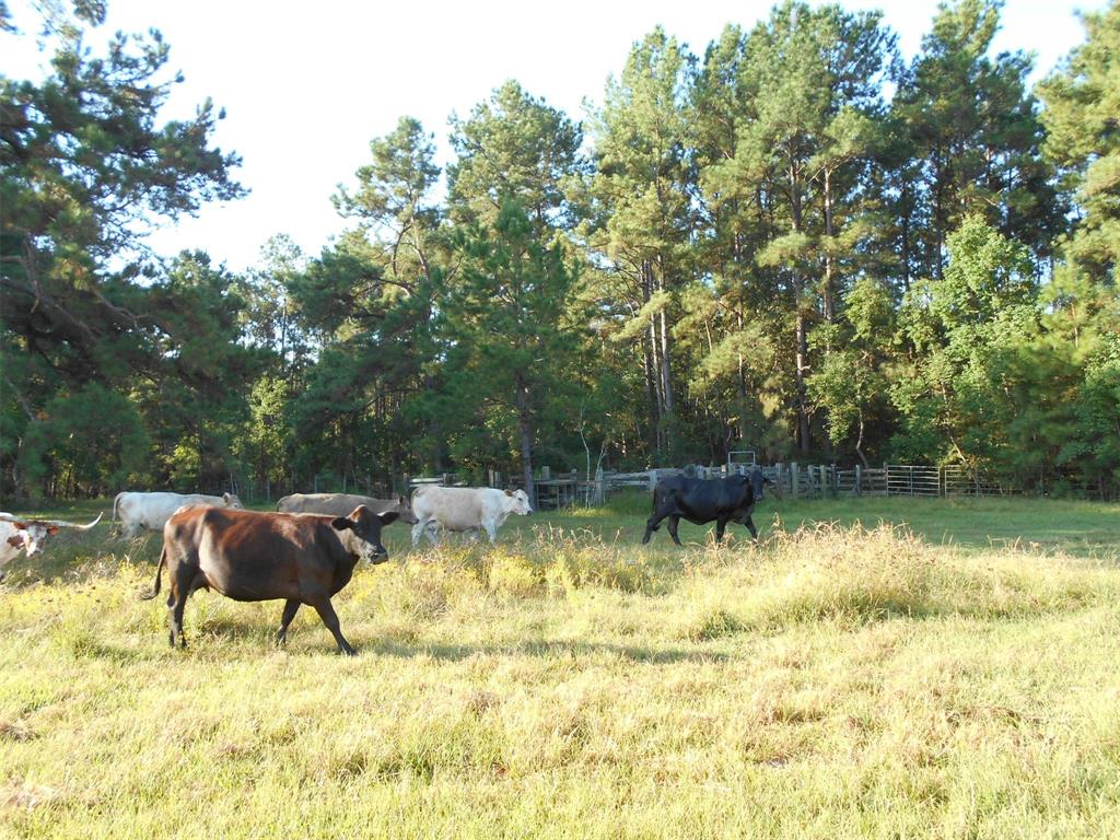 0000 Old Beaumont Road, Sour Lake, Texas image 15