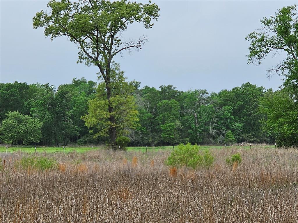 TBD County Road 231, Centerville, Texas image 7