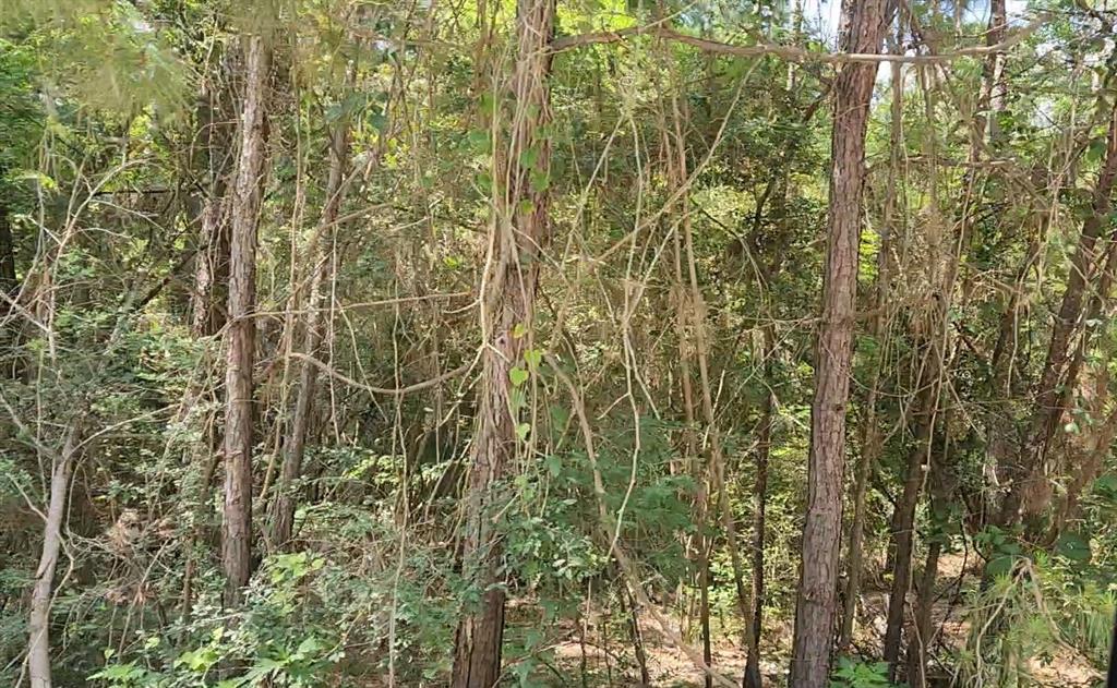 Lot 5 Pin Oak Drive, Plantersville, Texas image 10