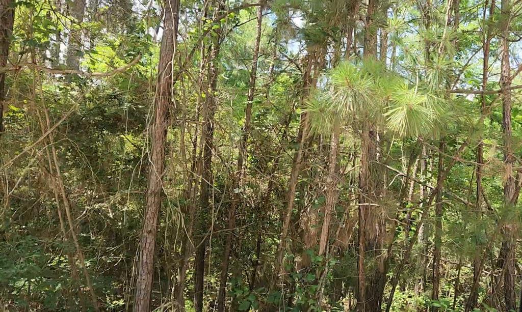 Lot 5 Pin Oak Drive, Plantersville, Texas image 9