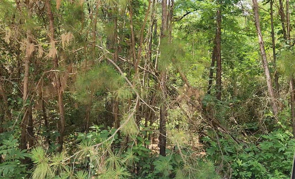 Lot 5 Pin Oak Drive, Plantersville, Texas image 8