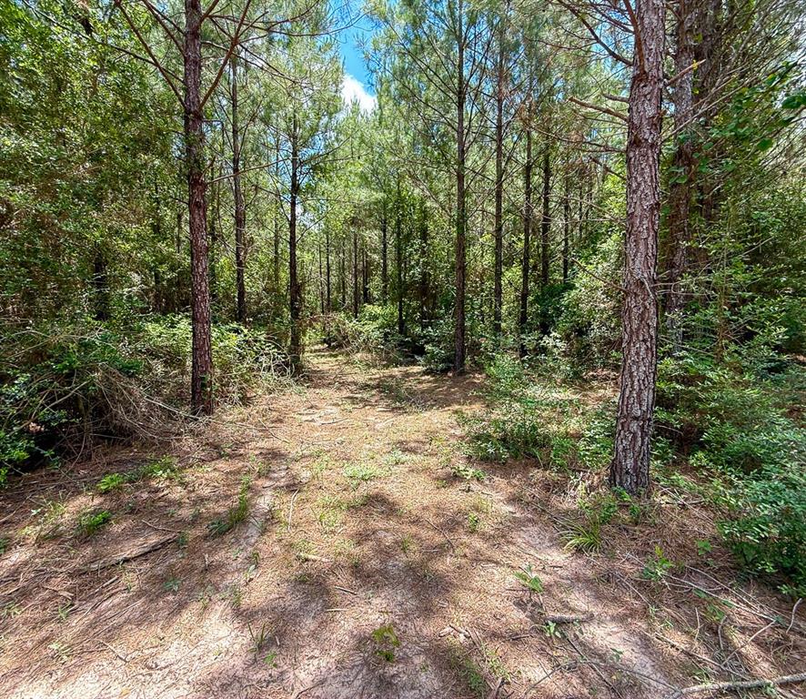 TBD Menard Chapel Road, Livingston, Texas image 17