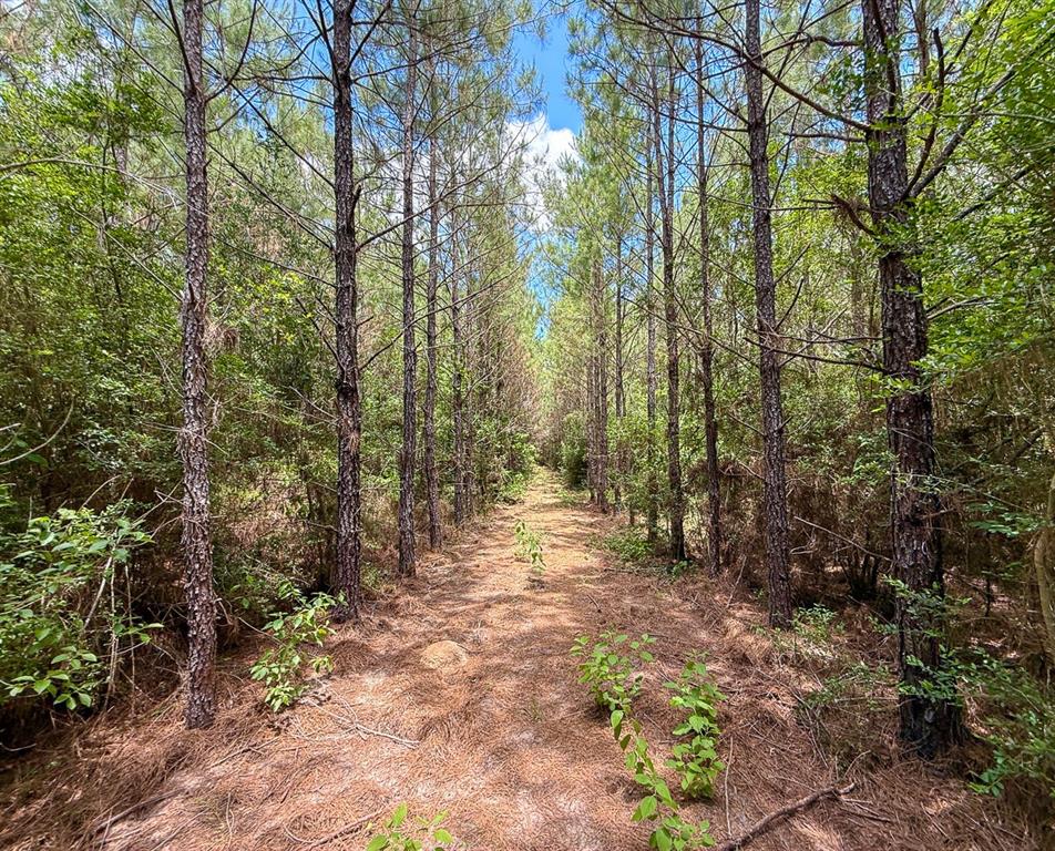 TBD Menard Chapel Road, Livingston, Texas image 15