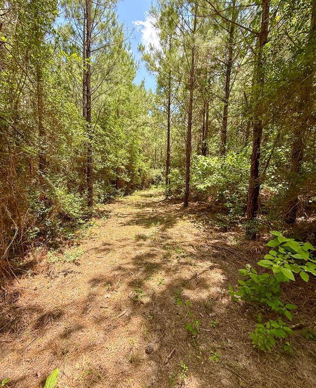 TBD Menard Chapel Road, Livingston, Texas image 18