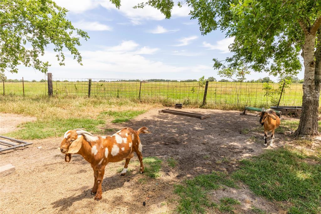 5169 Mike Poe Drive, Bedias, Texas image 24