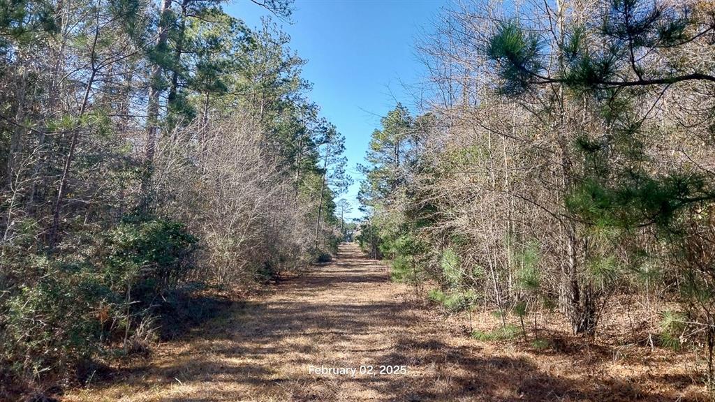 Chambers Road, Zavalla, Texas image 2