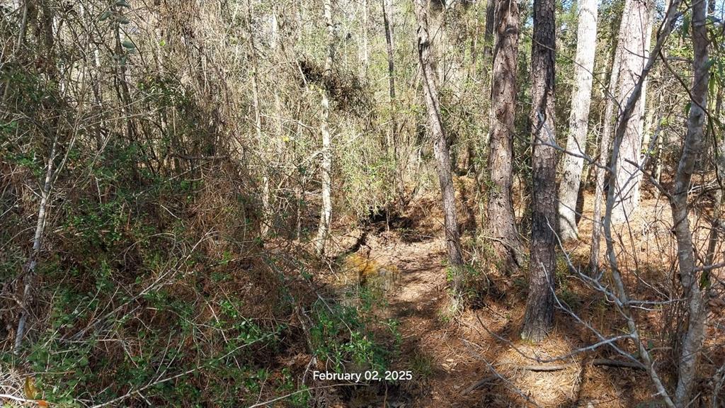 Chambers Road, Zavalla, Texas image 7