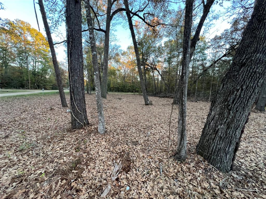 Mossy Drive, Livingston, Texas image 8