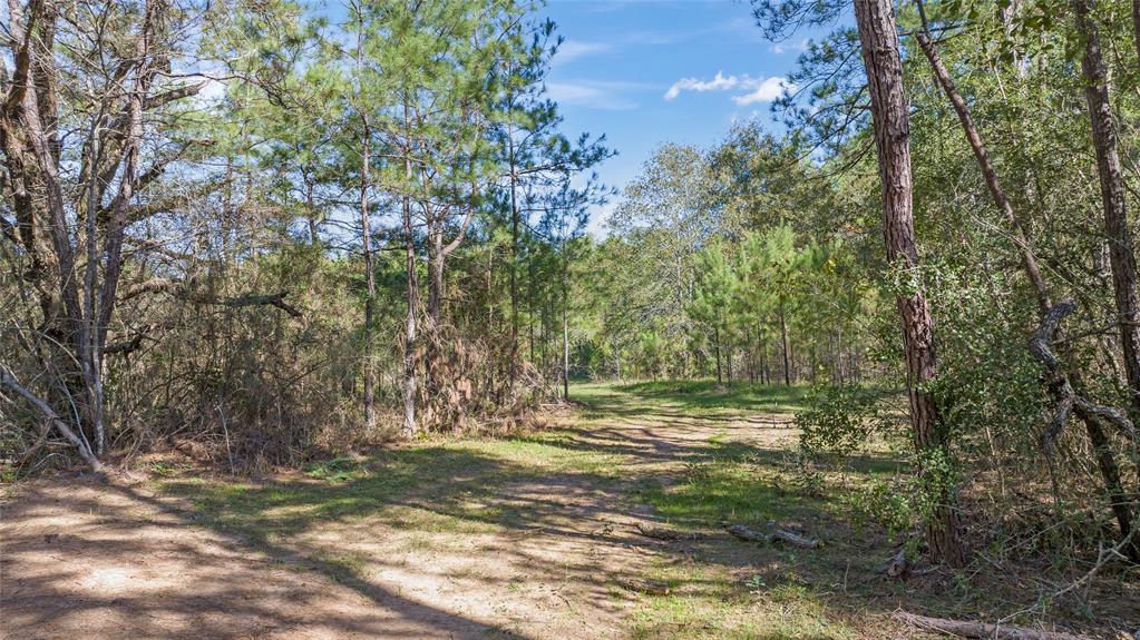 0035 Hwy 249, Plantersville, Texas image 10