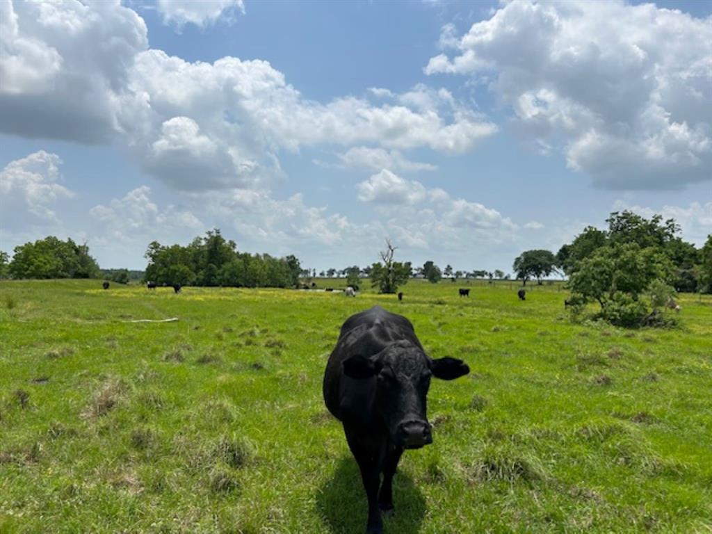 33806 Giboney Road, Hempstead, Texas image 36