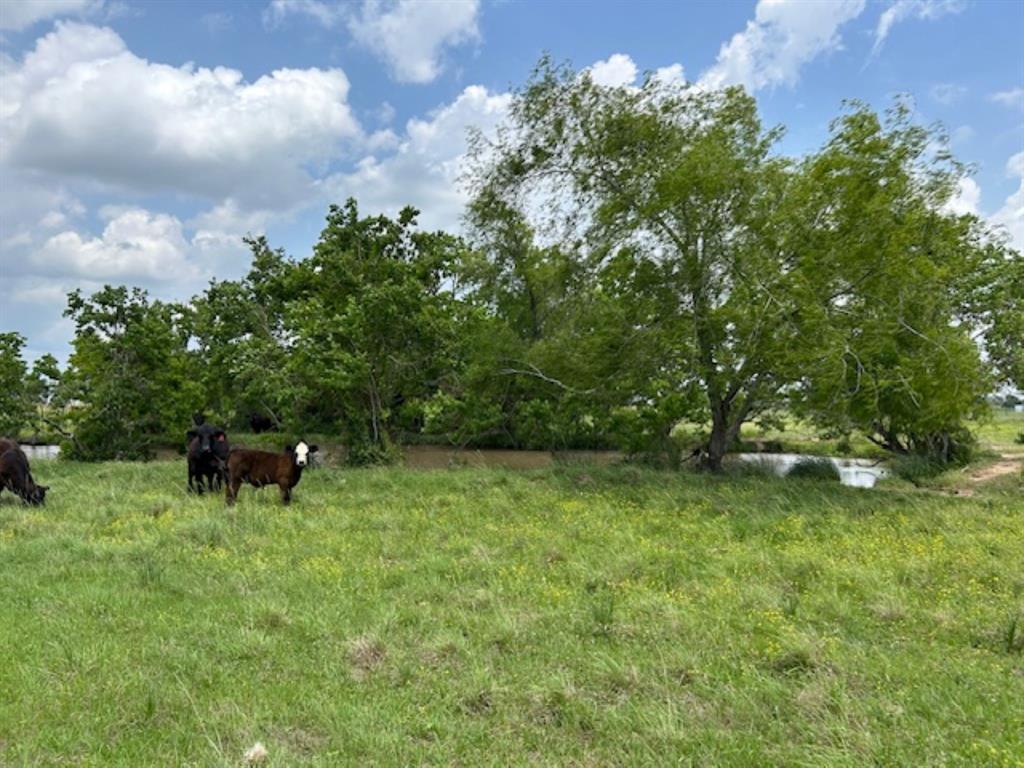 33806 Giboney Road, Hempstead, Texas image 10