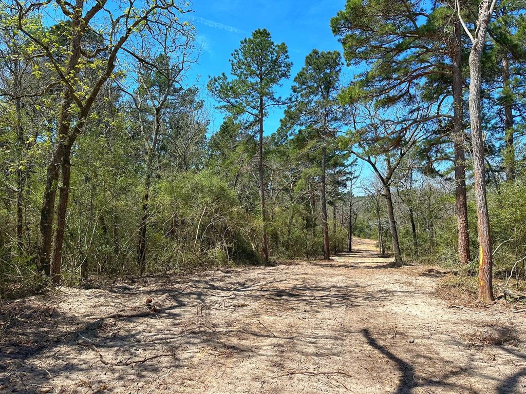 11 Ac Cr 292, Buffalo, Texas image 3