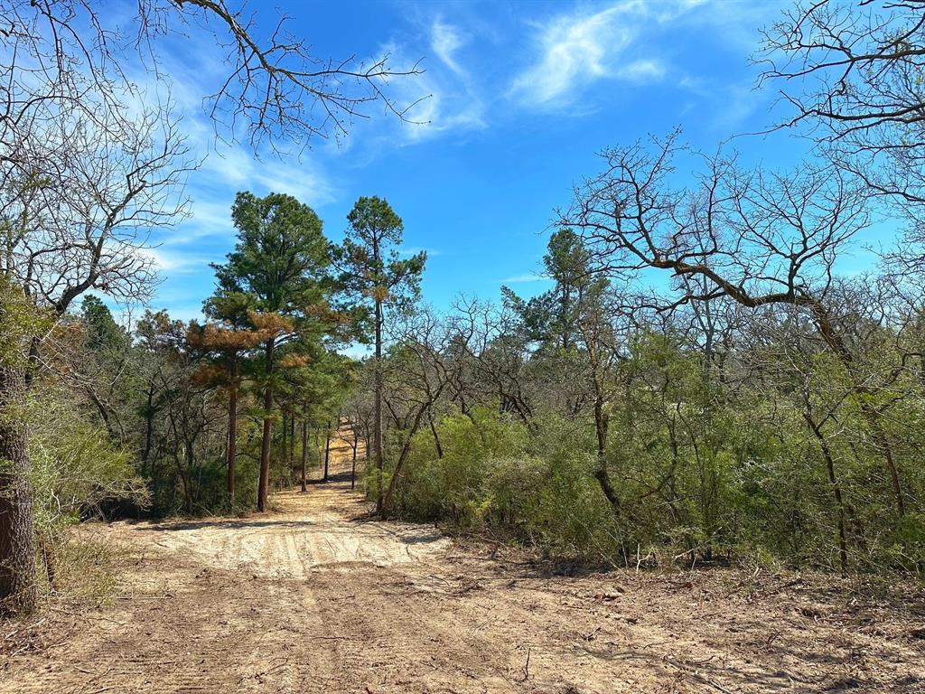 11 Ac Cr 292, Buffalo, Texas image 6