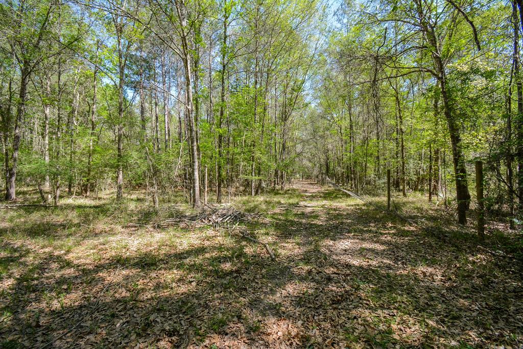 TBD Rainbow Lane, New Caney, Texas image 10
