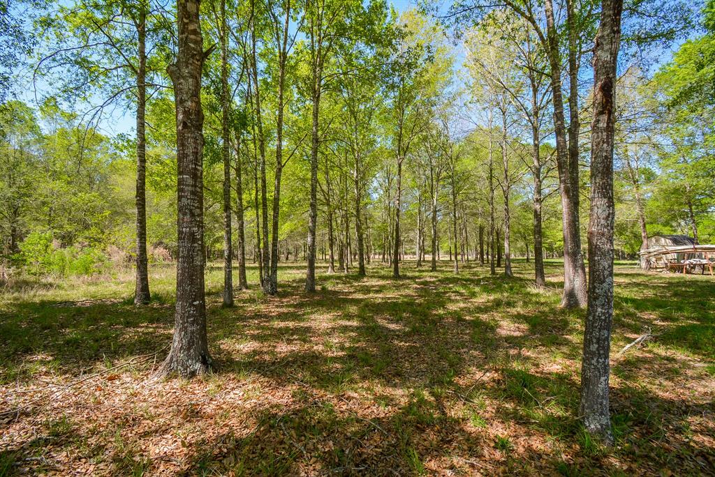 TBD Rainbow Lane, New Caney, Texas image 6