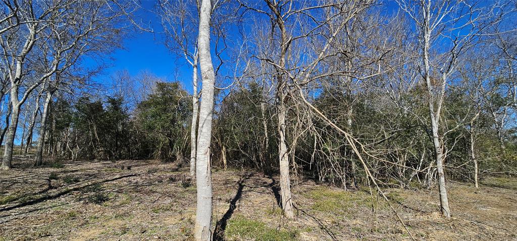 Winding Branch, Chappell Hill, Texas image 8