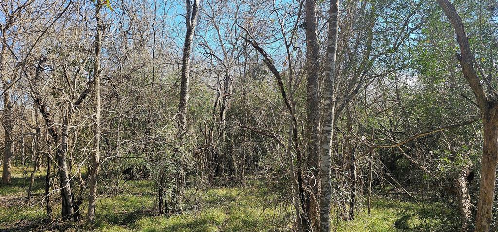 Winding Branch, Chappell Hill, Texas image 9